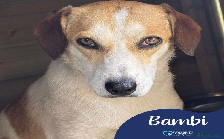 Mixed Breed dogs - Advert 14