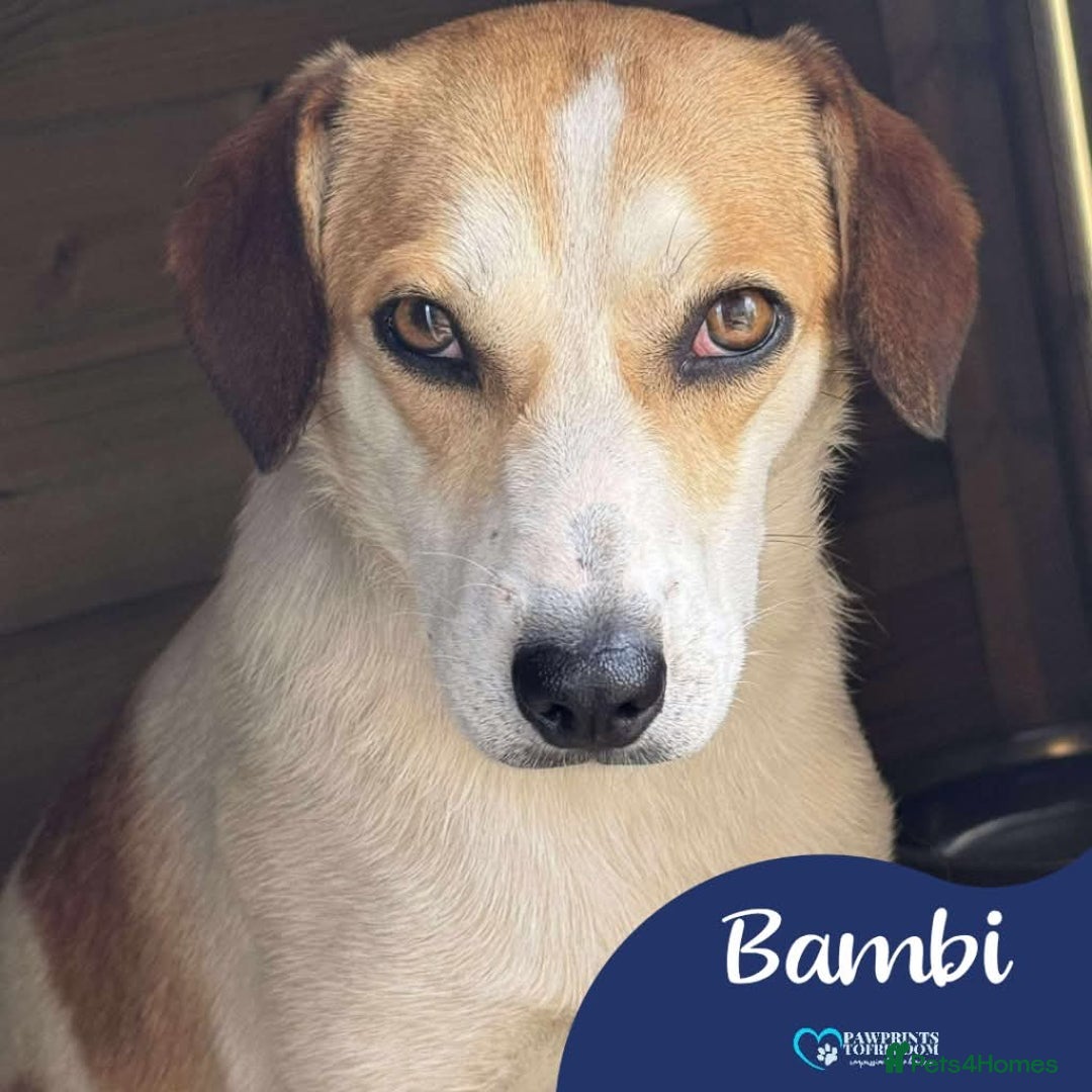 Mixed Breed dogs for adoption: Meet Bambi, currently residing in Essex  - Image 1