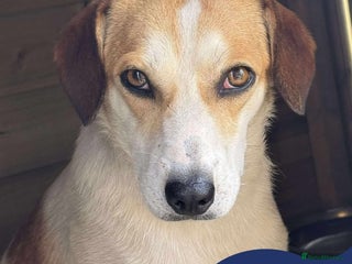 Mixed Breed dogs - Advert 21