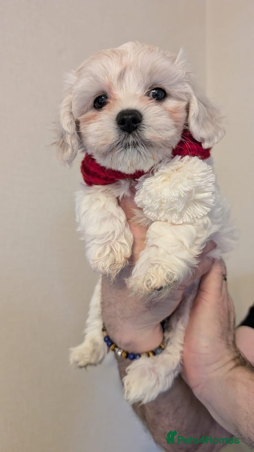 Maltipoo dogs for sale: Stunning Apricot Maltipoos  - Advert 10