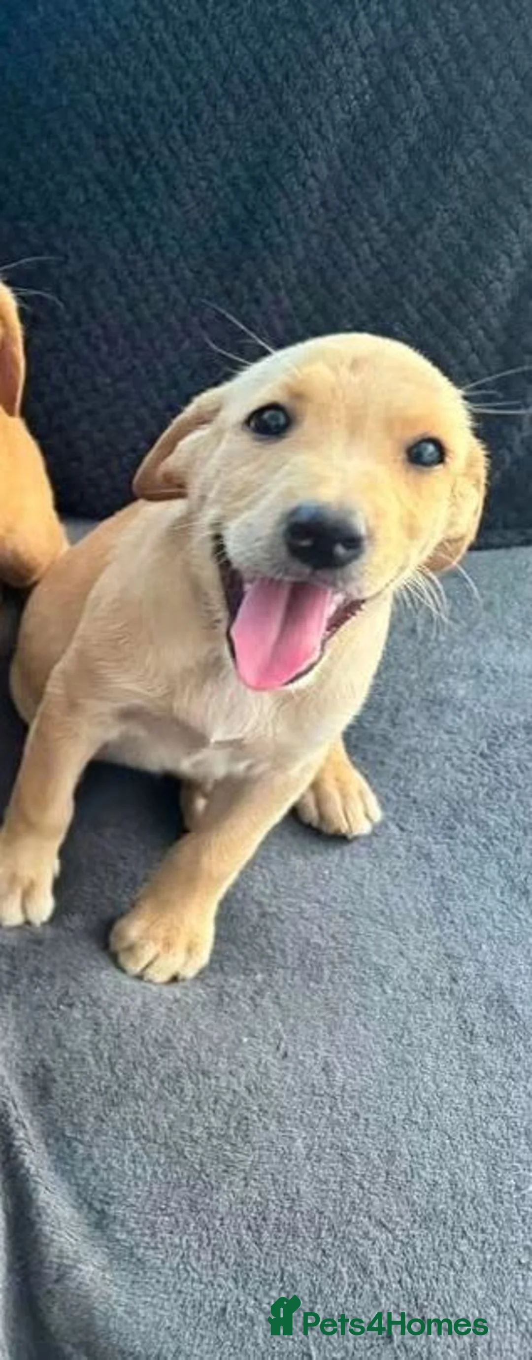 Labrador Retriever dogs for sale: Labrador pups - Advert 2