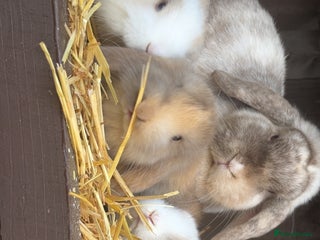 Mini Lop rabbits Gorgeous pure breed mini lops - Advert 1