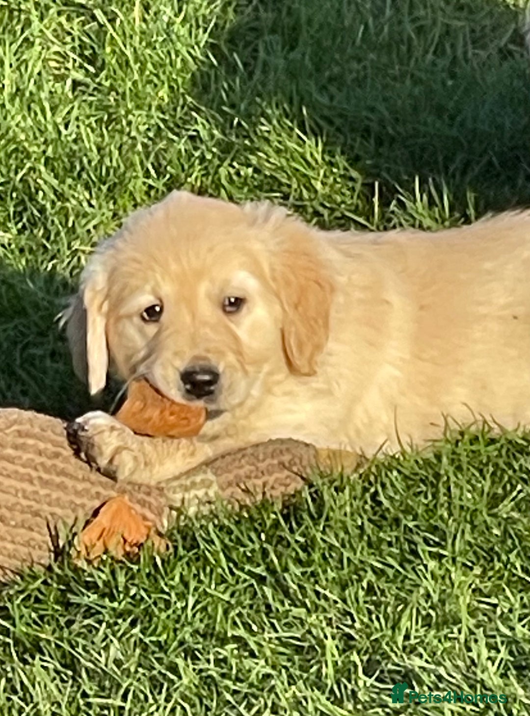 Golden Retriever dogs for sale: Stunning golden retriever puppies  - Advert 15