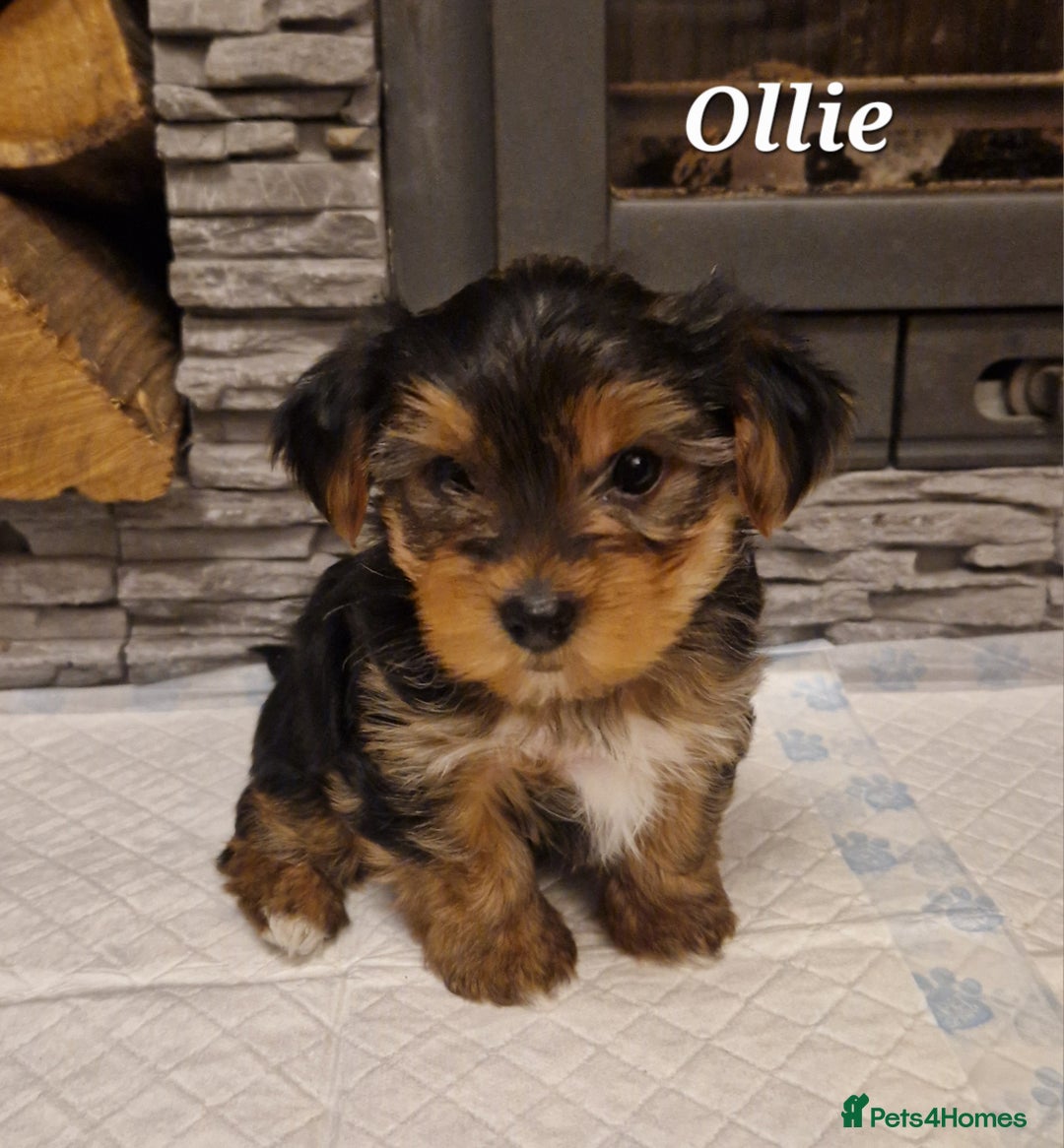 Yorkshire Terrier dogs for sale: Beautiful yorkie puppies - Advert 8