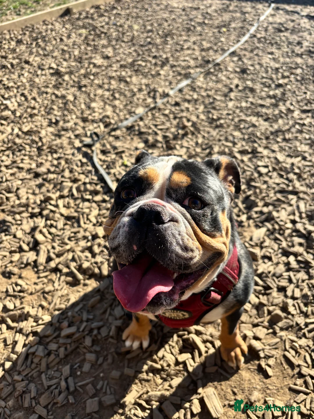 Old Tyme Bulldog dogs for sale: Enzo  - Advert 2