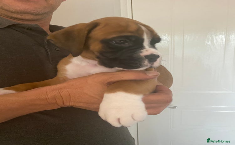 Boxer dogs - Advert 2