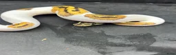 Python Snake reptiles for sale: Ball pythons  in Felixstowe - Advert 7