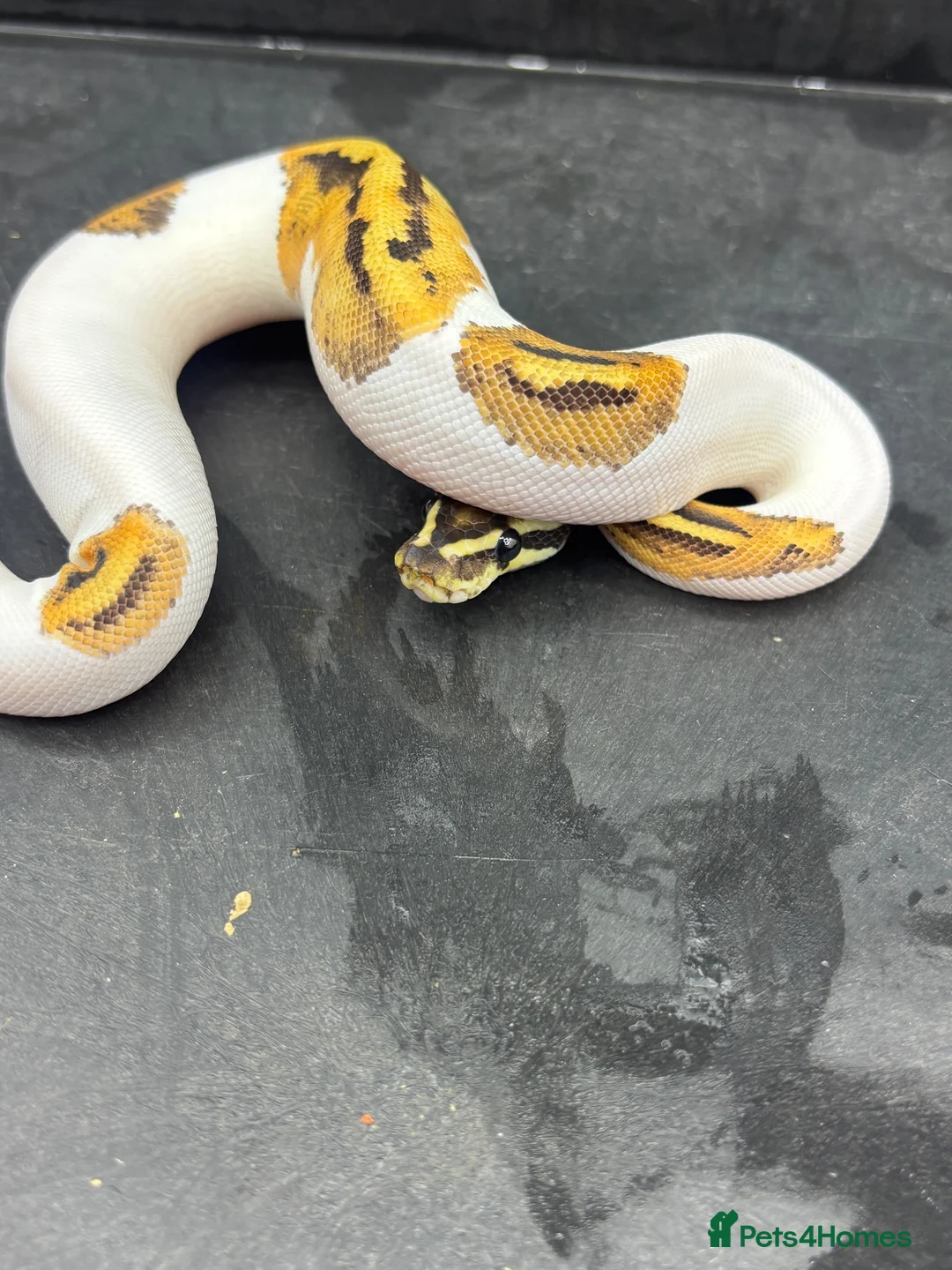 Python Snake reptiles for sale: Ball pythons  in Felixstowe - Advert 7