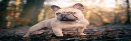 French Bulldog dogs for stud: Quality Lilac Fawn Quad Proven Stud(NW/UK) in Chesterfield - Advert 11
