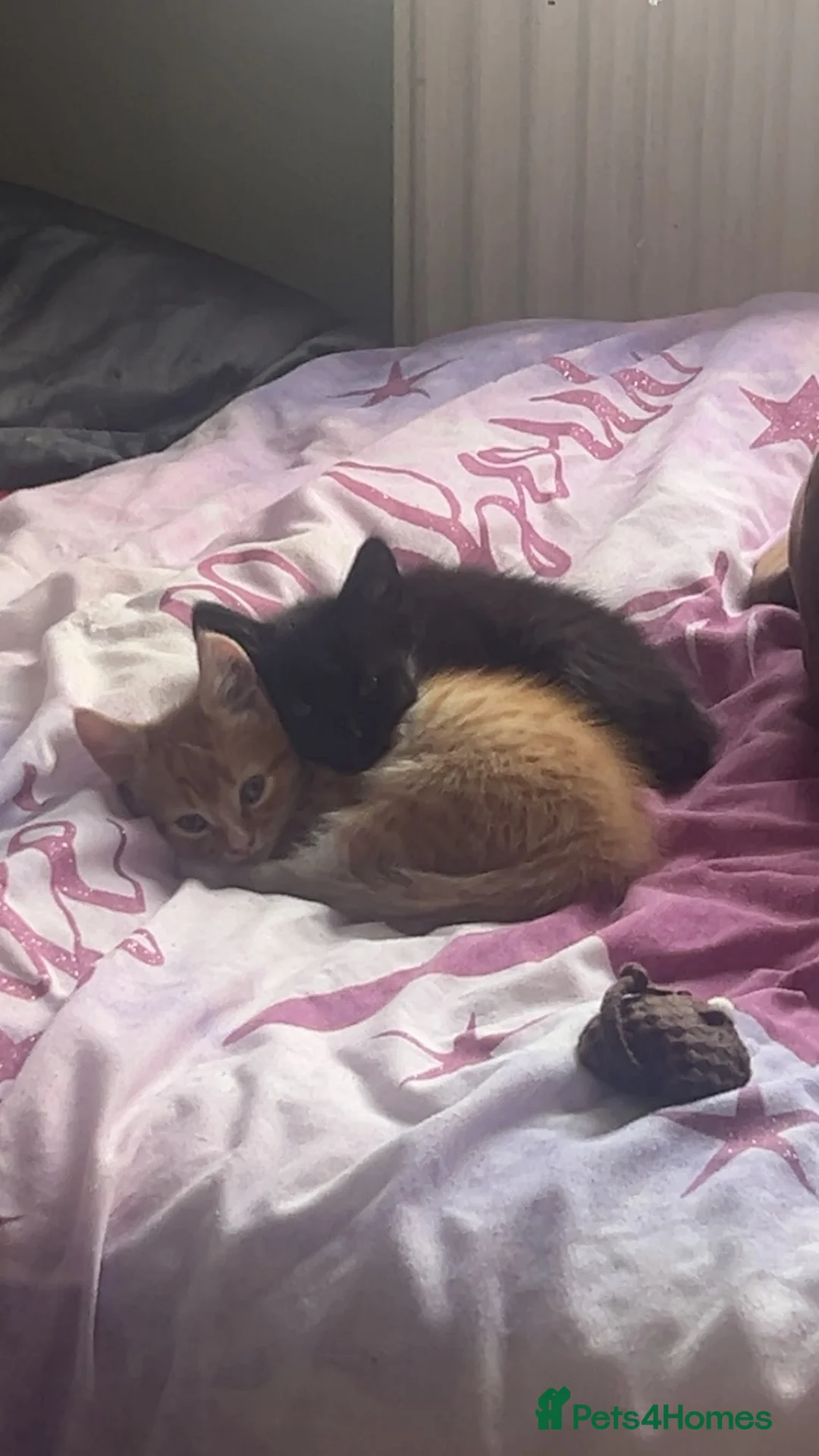 Mixed Breed cats for sale: 2 male X Norwegian Forest kittens  - Advert 2