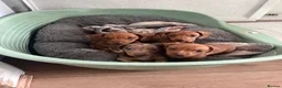 Dachshund dogs for sale: Beautiful miniature dachunds (Home Raised) - Advert 9