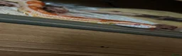 Corn Snake reptiles for sale: Corn snake in Stanley - Advert 4