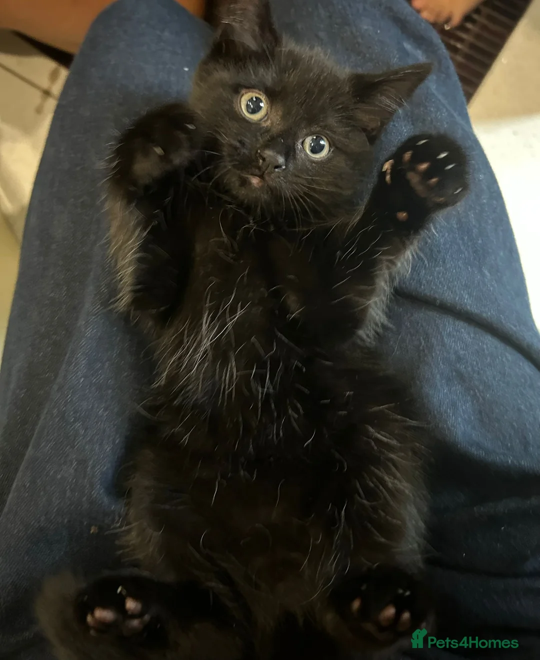 Mixed Breed cats for sale: Kittens 😺 - Advert 2