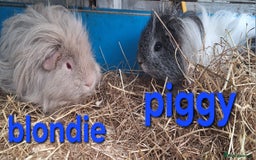 Guinea Pig rodents for sale: Rescue guinea pigs  - Image 4