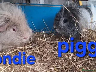 Guinea Pig rodents Rescue guinea pigs - Advert 23