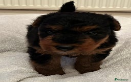 Welsh Terrier dogs for sale: Stunning Health Tested KC Reg Welshie Puppies - Advert 35