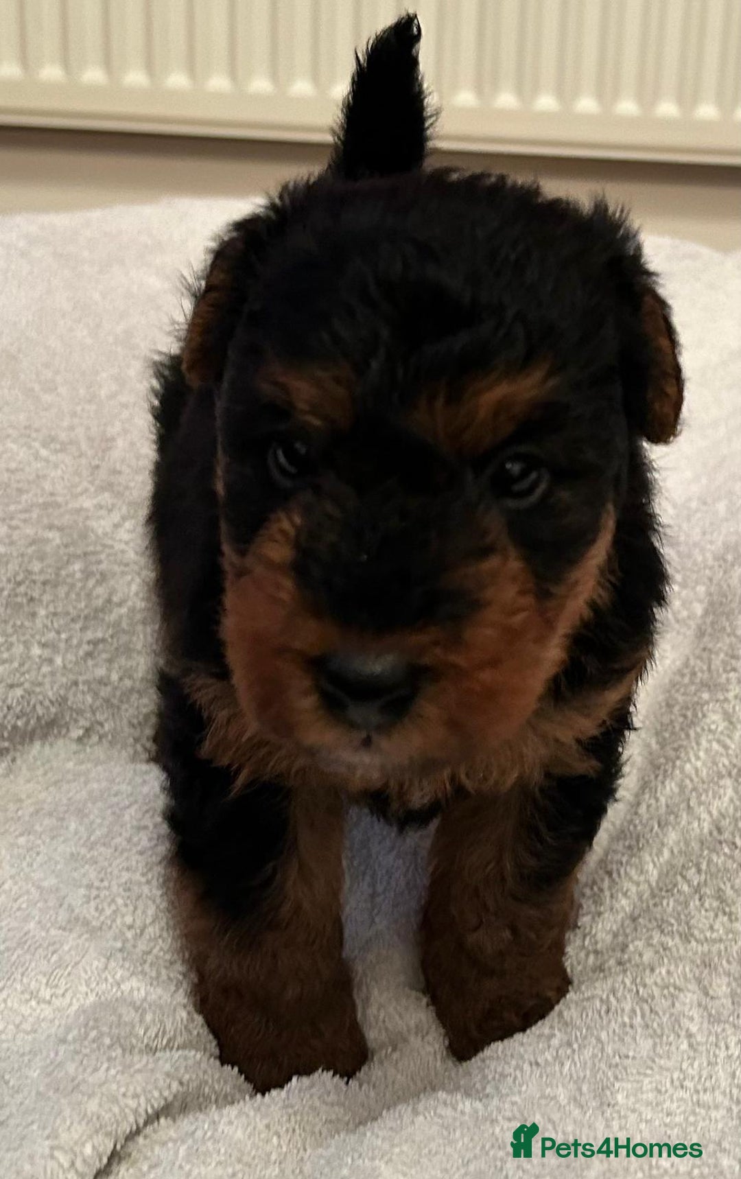 Welsh Terrier dogs for sale: Stunning Health Tested KC Reg Welshie Puppies - Advert 35