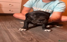 Mixed Breed dogs for sale: 6 beautiful puppies for sale  - Image 6