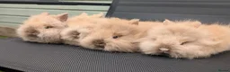 Lionhead rabbits for sale: Purebred doublemane lionhead babies in Wellington - Advert 1