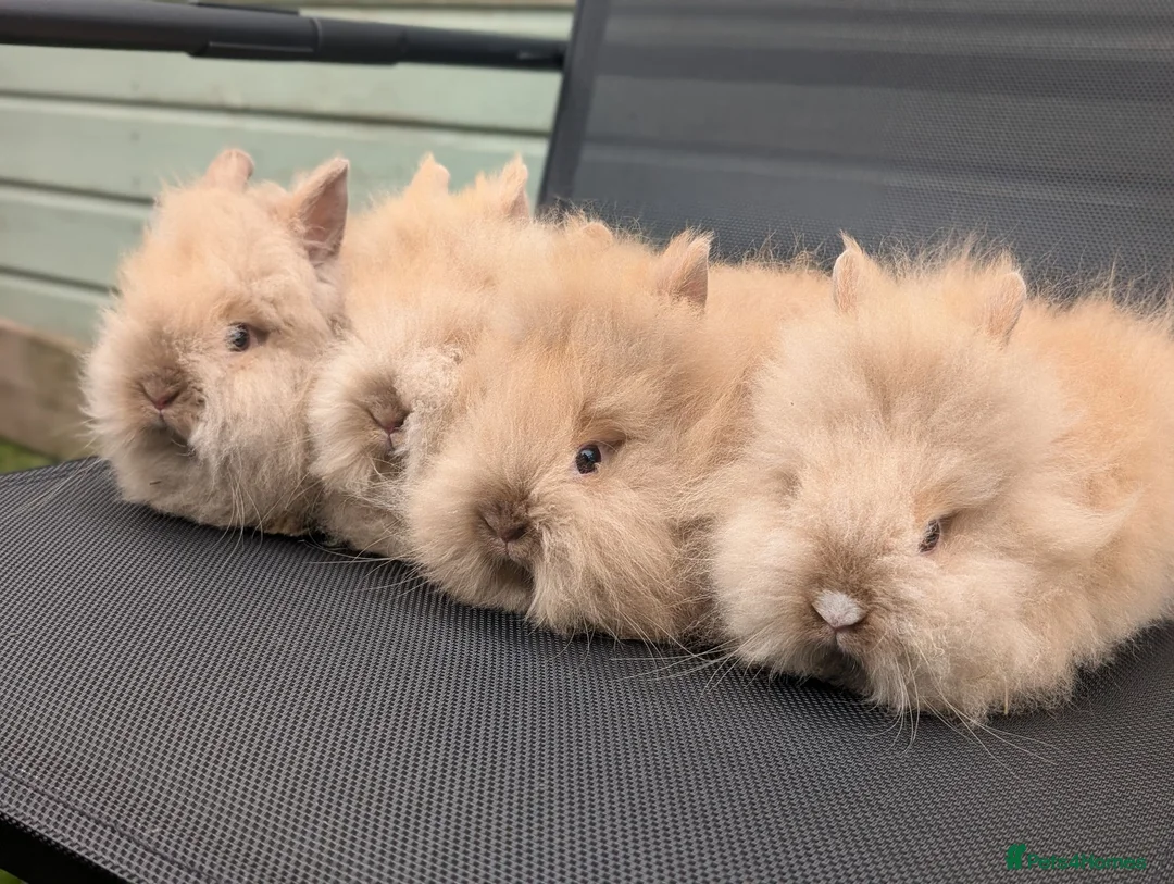 Lionhead rabbits for sale: Purebred doublemane lionhead babies in Wellington - Advert 1