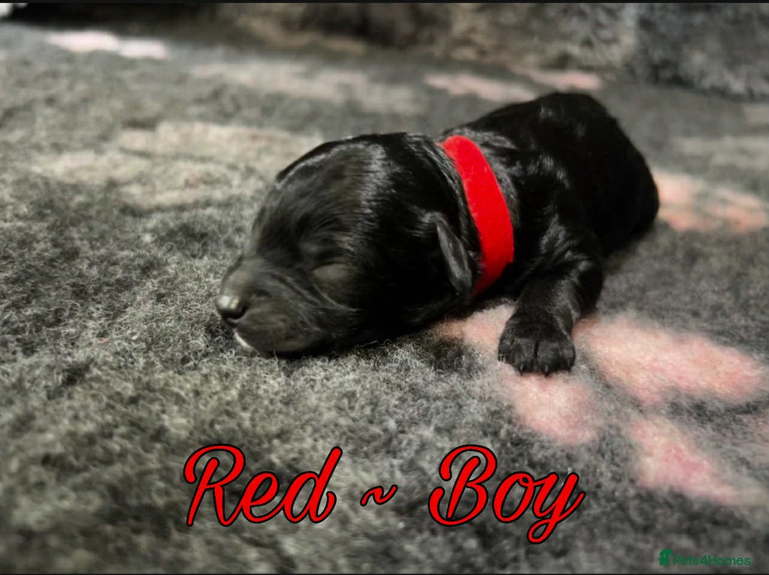 Mixed Breed dogs for sale: Cavapoochon puppies  - Image 3