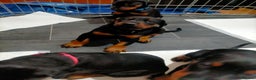 Dobermann dogs for sale: Dobermann puppies - Advert 27