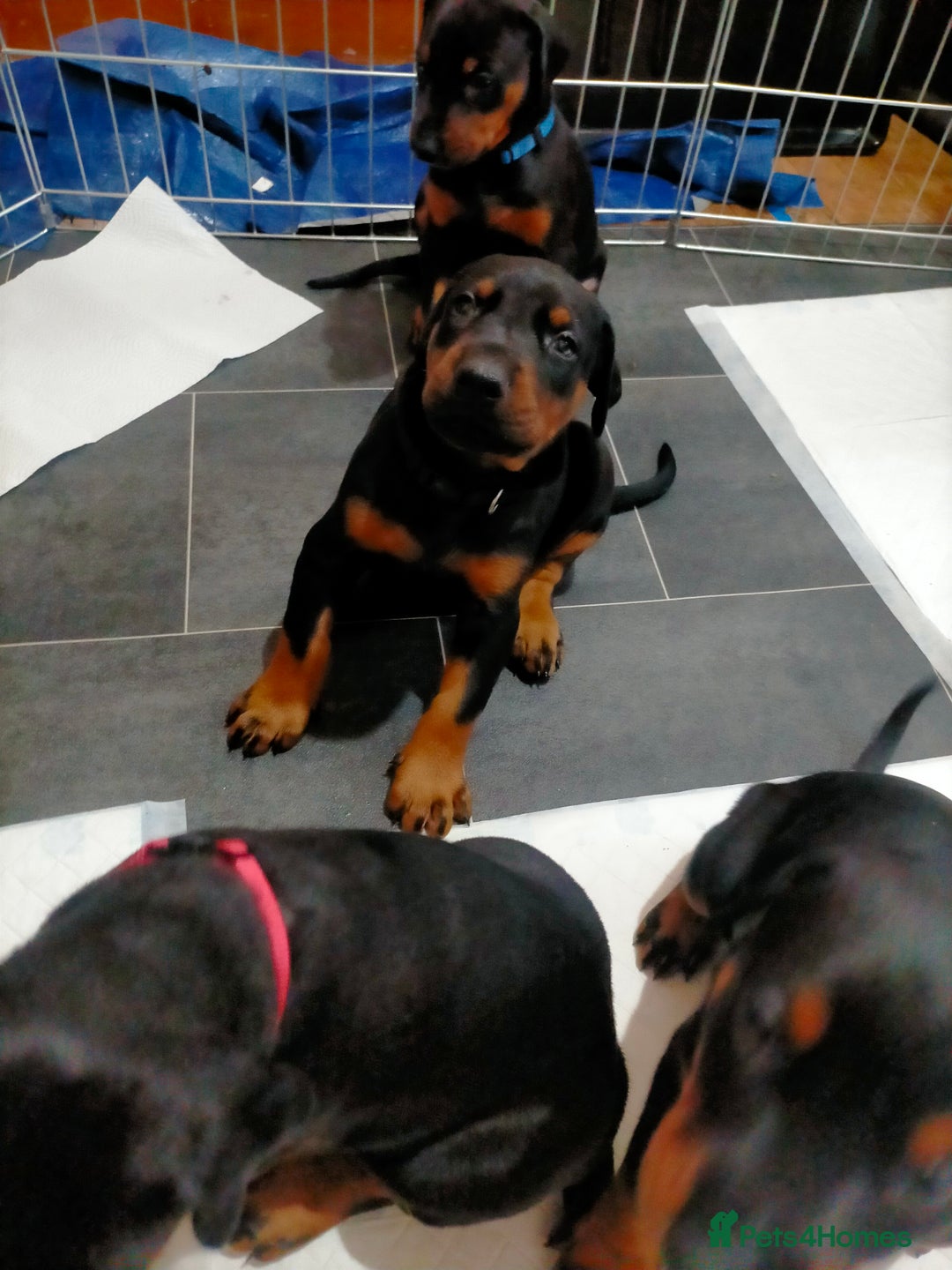 Dobermann dogs for sale: Dobermann puppies - Advert 27