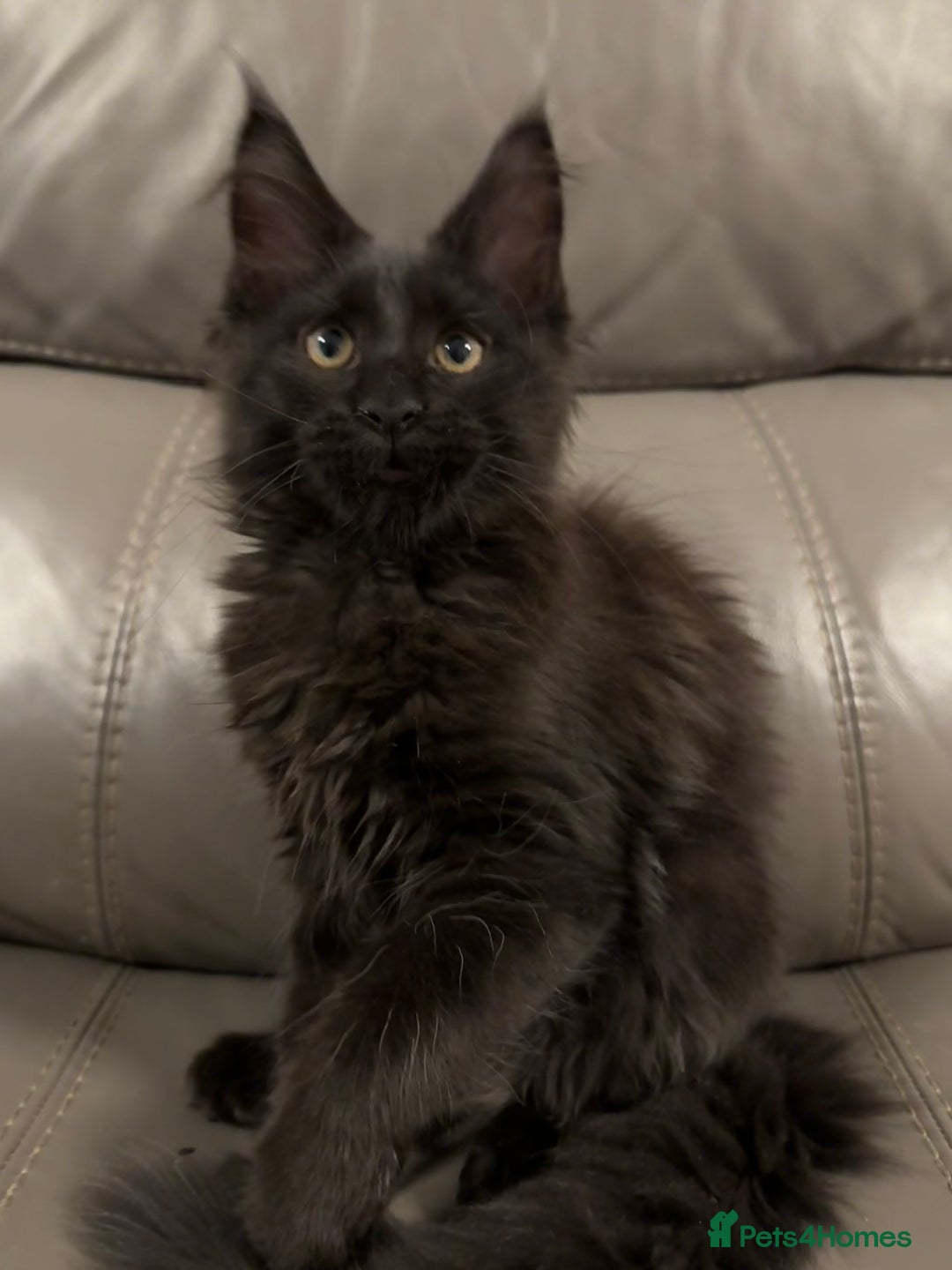 Maine Coon cats for sale: Solid Black Maine Coon Kitten - Advert 3