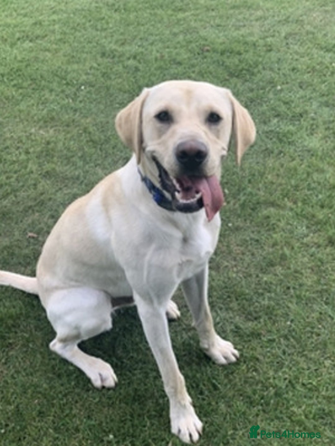 Labrador Retriever dogs for sale: happy Labrador retriever girl - Advert 3