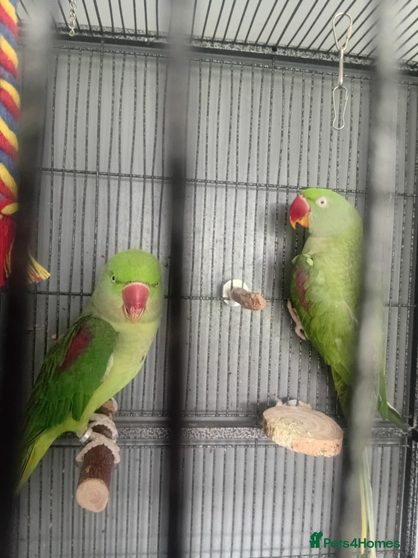 Parrots birds Jean khan  - Advert 10