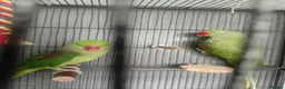 Parrots birds for sale: Jean khan  in Bilston - Advert 1