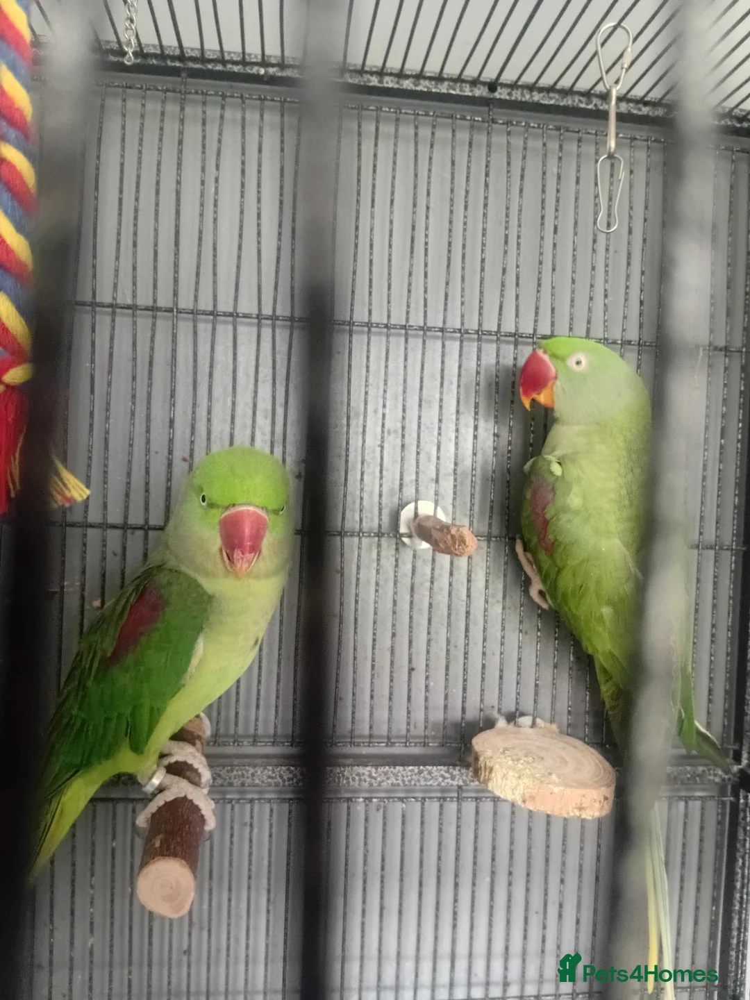 Parrots birds for sale: Jean khan  in Bilston - Advert 1