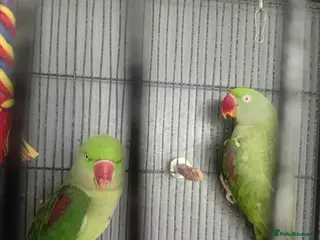 Parrots birds Jean khan - Advert 4