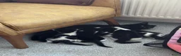 Mixed Breed cats for sale: Kittens available for adoption - Advert 4