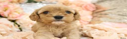 Cavapoo dogs for sale: Health Tested Cavapoos by Licensed Breeder - Advert 31