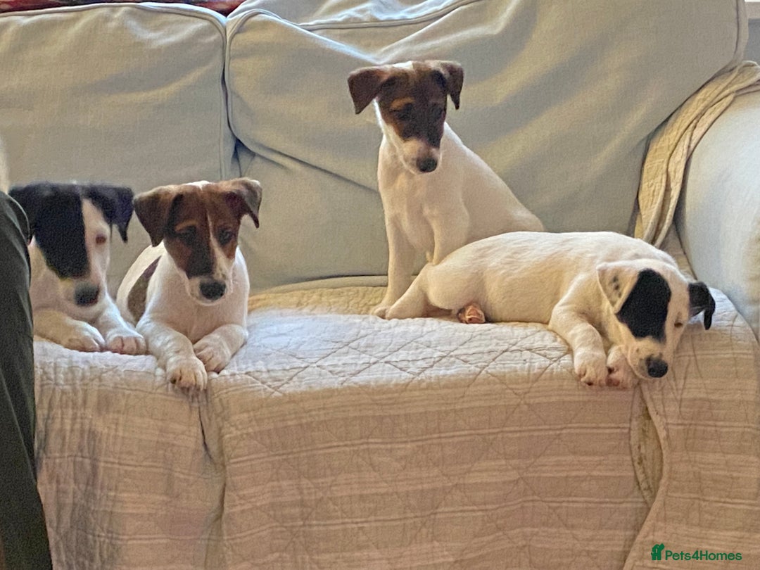 Fox Terrier dogs for sale: Smooth Fox Terrier beautiful home reared puppies   - Advert 10