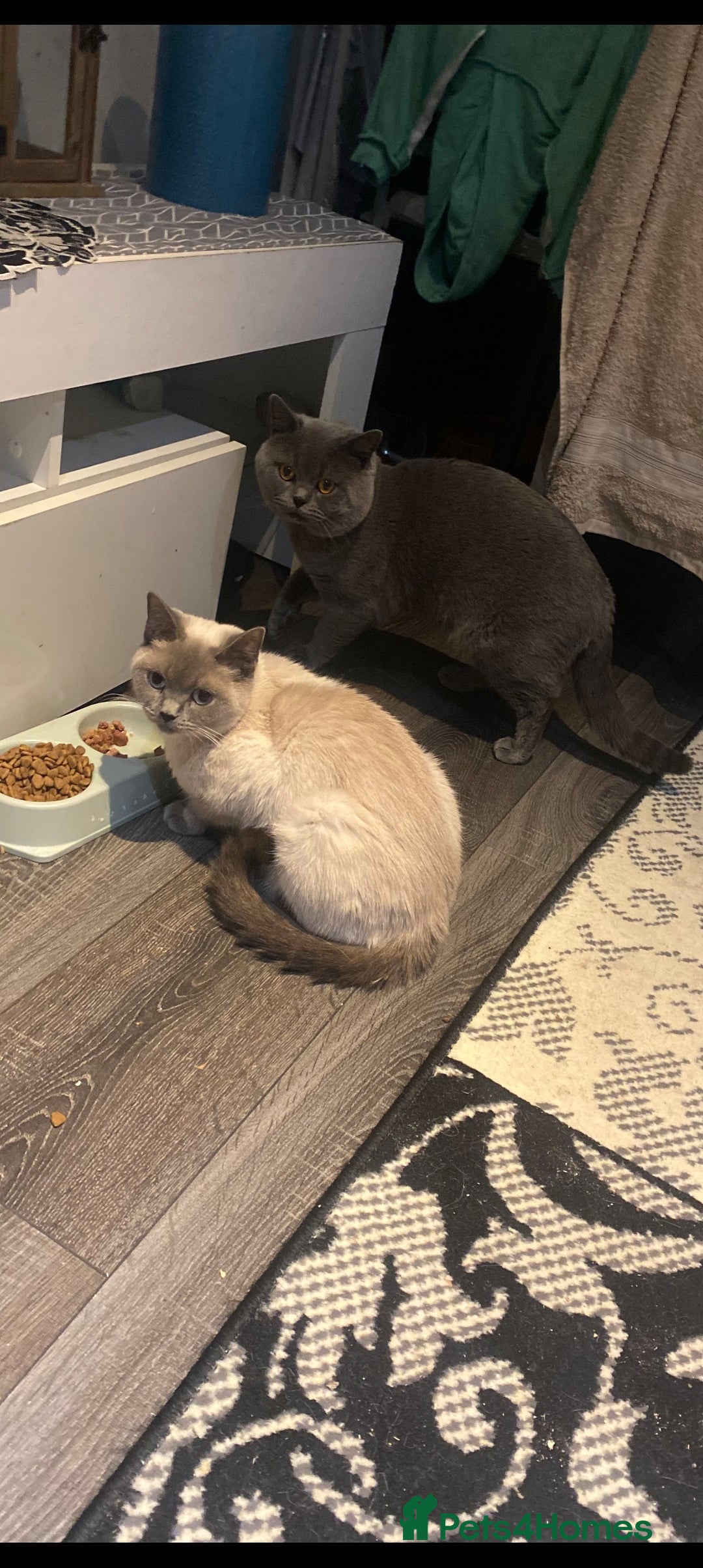 British Shorthair cats Two free two selling!!!! - Advert 1