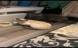 British Shorthair cats for sale: Two free two selling!!!! - Image 1