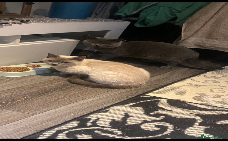 British Shorthair cats for sale - Advert 1