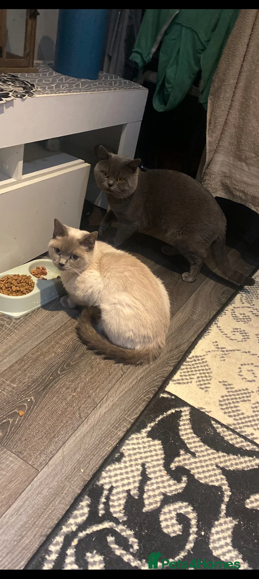 British Shorthair cats for sale: Two original brithis cats two small mixed  - Advert 1