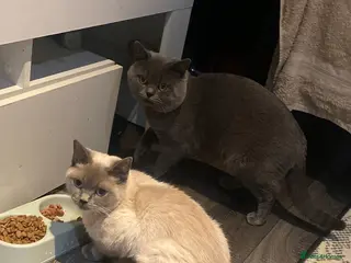 British Shorthair cats Two free two selling!!!! - Advert 11