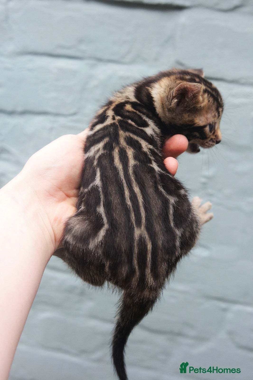 Bengal cats Magnificent Bloodline Bengals  - Advert 9