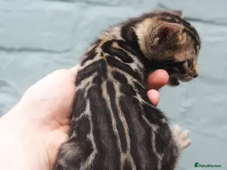 Bengal cats Magnificent Bloodline Bengals - Advert 9