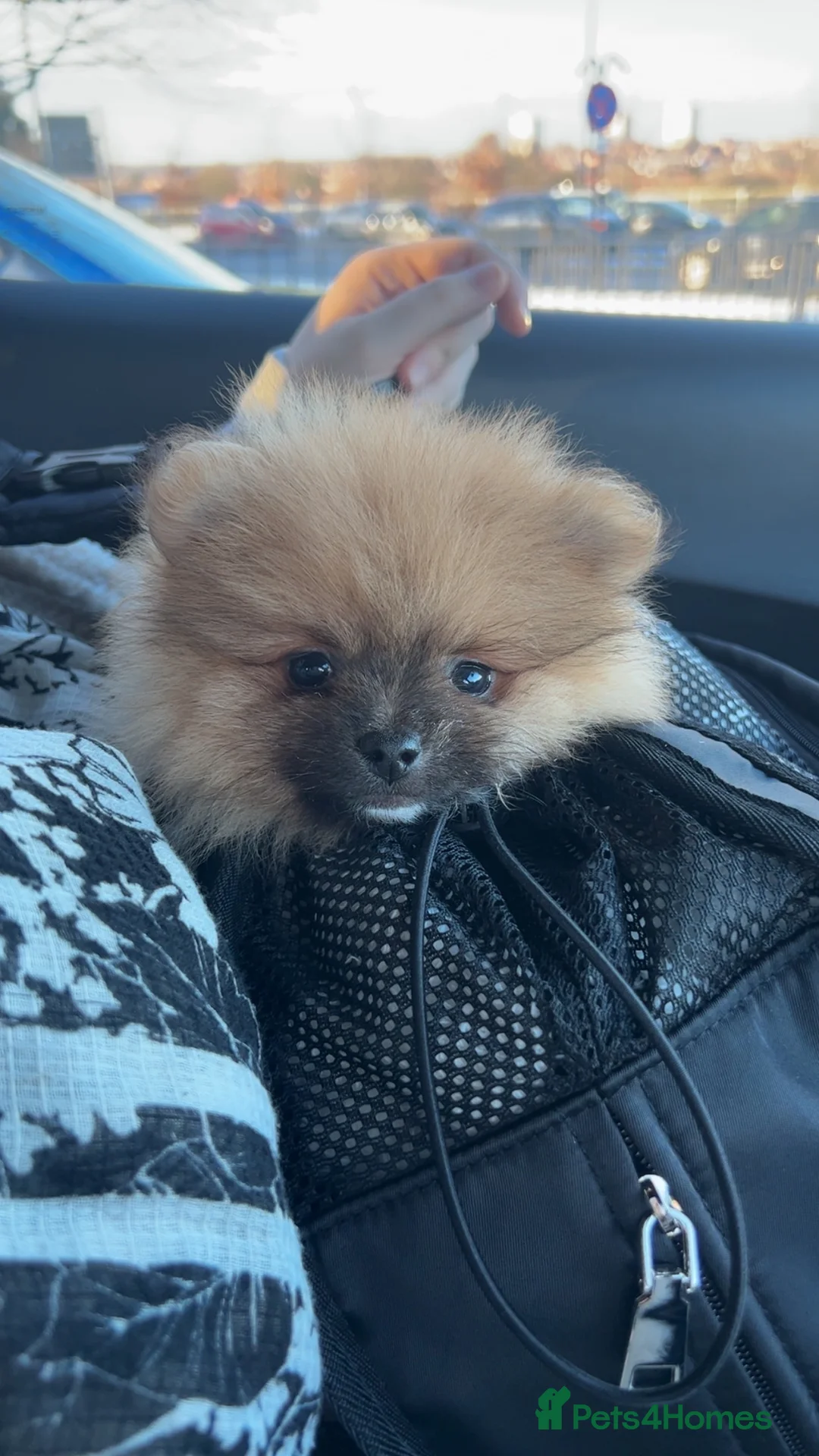 Pomeranian dogs for sale: Pomeranian puppies for sale - Advert 5