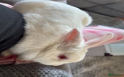 Dutch rabbits for sale: White rabbit assume dutch breed - Image 1