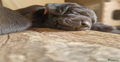 Labrador Retriever dogs - Advert 12