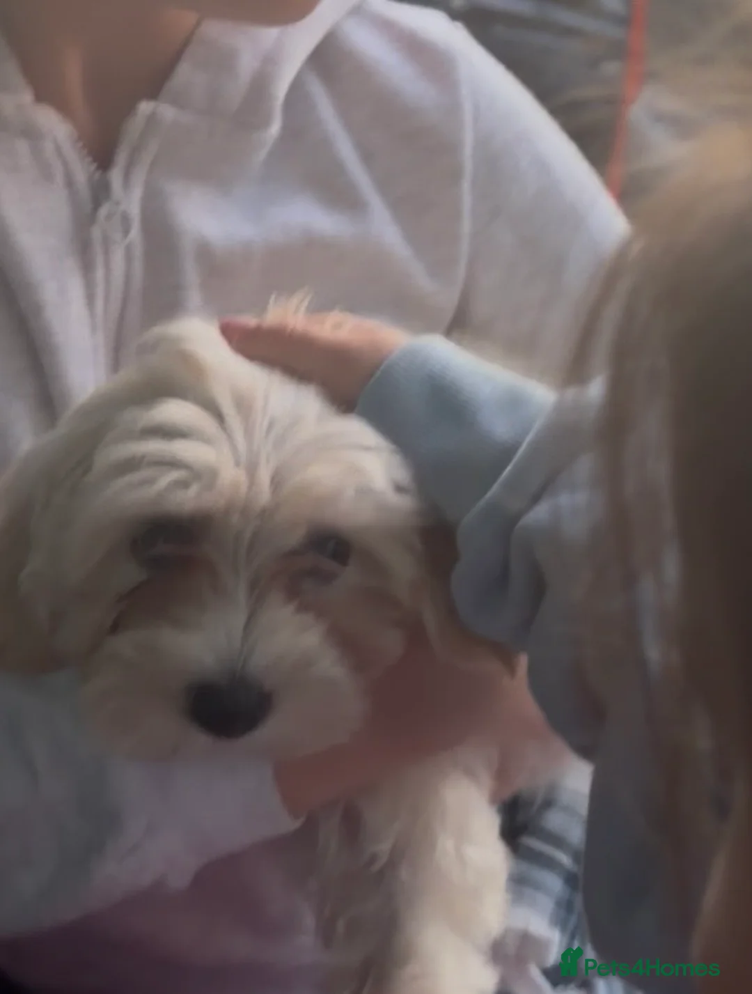 Bichon Frise dogs for sale: Girl puppy  - Advert 2