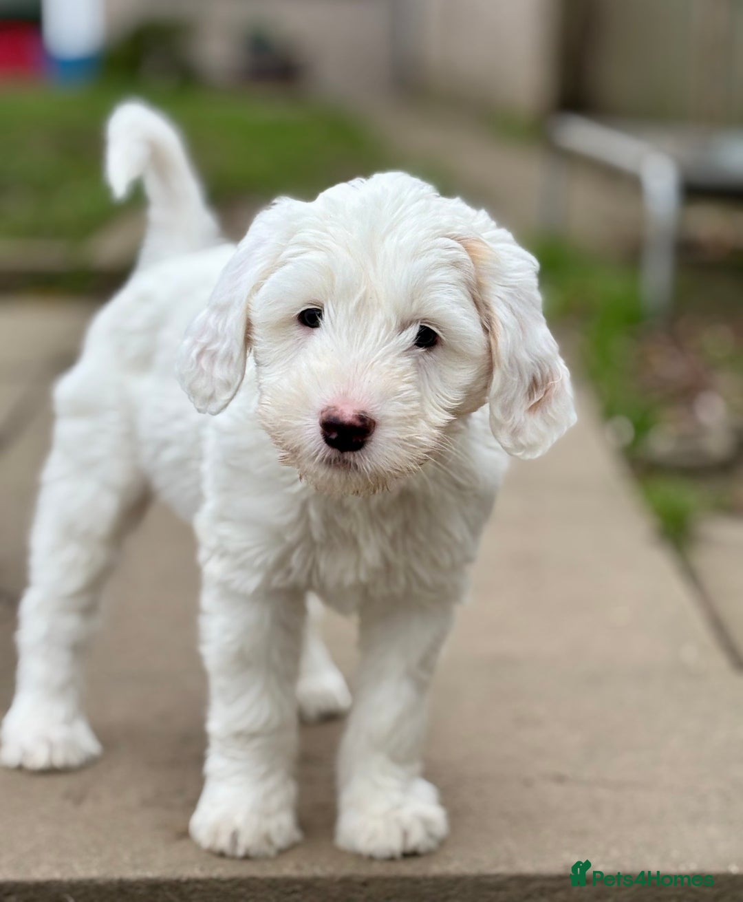 Australian Labradoodle dogs for sale: Exceptionally bred for Health! Temperament! Looks! - Advert 6