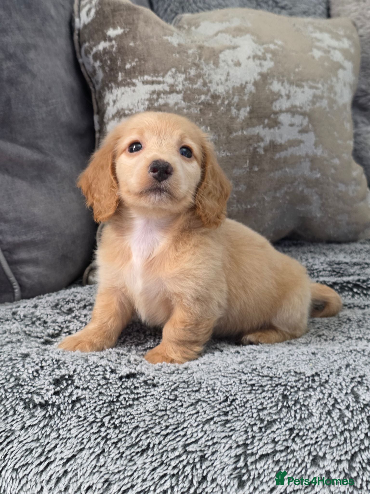 Miniature Dachshund dogs Cream male miniature Dachshund males - Advert 17