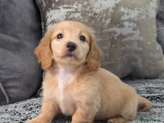 Miniature Dachshund dogs Cream male miniature Dachshund males - Advert 17